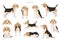 Beagle infographic. Different poses, Beagle puppy