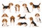 Beagle infographic. Different poses, Beagle puppy