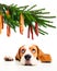 Beagle and its Christmas dreams