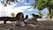 Beagle and Jack Russel sit on the sand