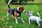 Beagle and Jack Russell Terrier play in autumn Park