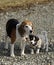 Beagle and Jack Russell Terrier puppy.
