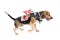 Beagle with Jockey Costume