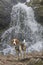 Beagle at the Josefstaler waterfall
