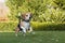 Beagle jumping outdoor