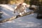 Beagle jumping over obstacle