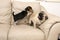 Beagle Jumping on Pug