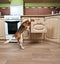 Beagle in kitchen