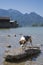 Beagle on Kochel lake