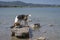 Beagle on Kochel lake