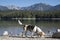 Beagle at lake Eibsee