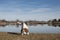 Beagle at lake  Eichsee near Kochel