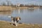 Beagle at lake Kochel