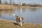 Beagle at lake Kochel