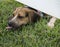 Beagle Licking Grass