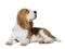 Beagle lies on a white background