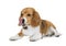 Beagle lies on a white background