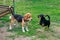 Beagle and little dog playing on the grass