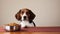 beagle looking over a table