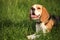 Beagle lying in grass