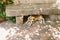 Beagle lying under a stone bench in a rustic village. White and brown dog. Pets concept