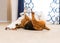 Beagle mix dog drying himself on the carpet