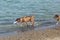 Beagle mix enters beach scene as dog carries fetch toy