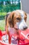 Beagle mix hound finishing up a summer time bath