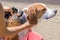 Beagle mix hound getting rinsed of soap from a bath - close up