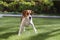 Beagle mix swinging in the garden