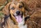Beagle mixed breed hound dog