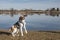 Beagle at the moor lake