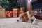 Beagle near a Christmas tree.