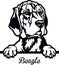Beagle Peeking Dog - head isolated on white
