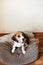 Beagle Personality, temperament. Beagle Puppy at home. Little Beagle breed dog at his new home.