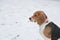 Beagle with pink collar walking on snowy day in park