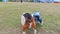 Beagle playing with puddle schnauzer