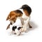 Beagle playing with puppy