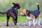 Beagle plays with a Labrador puppy