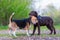 Beagle plays with a Labrador puppy