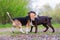 Beagle plays with a Labrador puppy