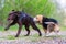 Beagle plays with a Labrador puppy