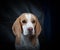 Beagle portrait