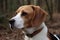 Beagle Portrait Side View, Generative AI