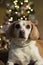 Beagle posing during her christmas photo shoot.