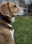 Beagle profile