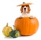 Beagle in pumpkin