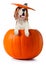 Beagle in pumpkin