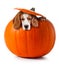 Beagle in pumpkin, isolated on white