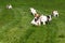 Beagle puppies on grass